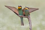  European Bee-eater - Merops apiaster
