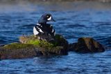 Barrows Goldeneye - Bucephala islandica