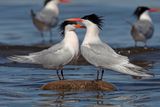 Elegant Tern- Thalasseus elegans