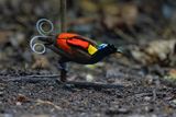 Wilsons Bird-of-Paradise - Diphyllodes respublica