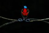 Wilsons Bird-of-Paradise - Diphyllodes respublica
