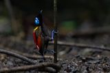 Wilsons Bird-of-Paradise - Diphyllodes respublica
