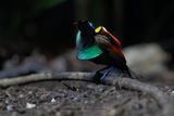 Wilsons Bird-of-Paradise - Diphyllodes respublica