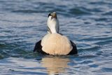 Common Eider - Somateria mollissima