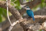 Collared Kingfisher - Todiramphus chloris