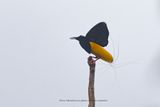 Twelve-wired Bird-of-Paradise - Seleucidis melanoleucus