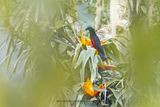 Pesquets Parrot - Psittrichas fulgidus