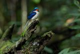Common Paradise Kingfisher - Tanysiptera galatea