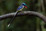 Common Paradise Kingfisher - Tanysiptera galatea