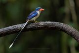 Common Paradise Kingfisher - Tanysiptera galatea