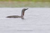 Red-throated Loon - Gavia stellata