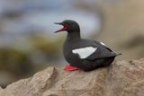 Black guillemot - Cepphus grylle