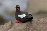 Black guillemot - Cepphus grylle