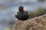 Black guillemot - Cepphus grylle