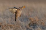 Lesser Prairie-Chicken - Tympanuchus pallidicinctus