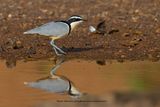 Crocodile Bird - Pluvianus aegyptius