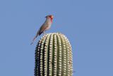 Pyrrhuloxia - Cardinalis sinuatus