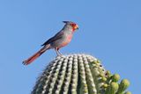 Pyrrhuloxia - Cardinalis sinuatus
