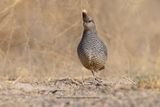 Scaled Quail - Callipepla squamata