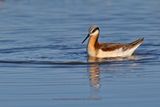 Wilsons Phalarope - Phalaropus tricolor