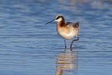 Wilsons Phalarope - Phalaropus tricolor