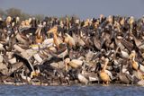 White Pelican - Pelecanus onocrotalus