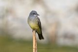 Cassins Kingbird - Tyrannus vociferans