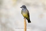 Cassins Kingbird - Tyrannus vociferans