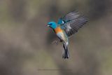 Lazuli Bunting - Passerina amoena