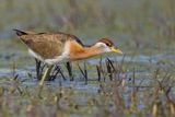 Bronze-winged Jacana - Metopius indicus