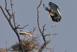 Asian Painted Stork - Mycteria leucocephala