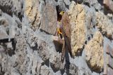 Lesser kestrel - Falco naumanni