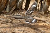 Long-tailed Nightjar - Caprimulgus climacurus