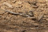 Long-tailed Nightjar - Caprimulgus climacurus