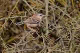 Cricket Longtail - Spiloptila clamans