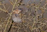 Cricket Longtail - Spiloptila clamans