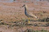 White-tailed Lapwing - Vanellus leucurus