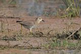 White-tailed Lapwing - Vanellus leucurus