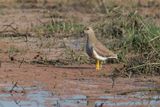 White-tailed Lapwing - Vanellus leucurus
