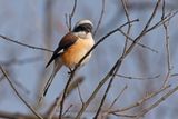 Long-tailed Shrike - Lanius schach