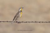 Chihuahuan Meadowlark - Sturnella lilianae