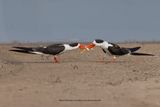 Indian Skimmer - Rynchops albicollis