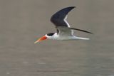 Indian Skimmer - Rynchops albicollis