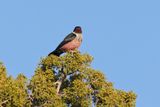 Lewiss Woodpecker - Melanerpes lewis