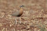 Indian courser - Cursorius coromandelicus