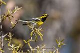 Townsend Warbler - Setophaga townsendi