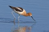 American Avocet - Recurvirostra americana
