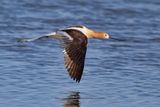 American Avocet - Recurvirostra americana