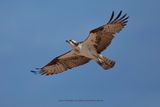 Osprey - Pandion haliaetus