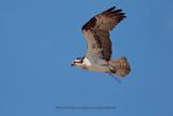 Osprey - Pandion haliaetus